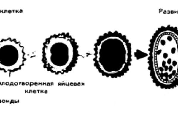 Кракен зеркало onion