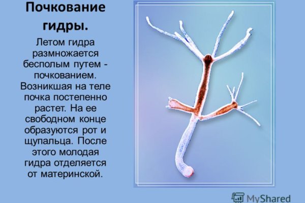 Кракен зон